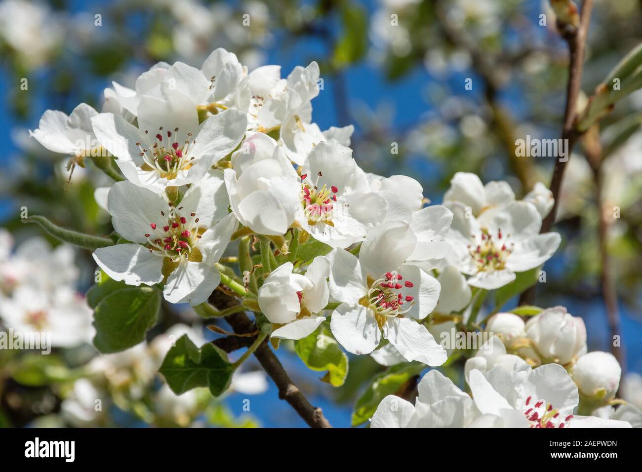 • Birnenblüten Baden-Württemberg, Deutschland Foto de stock