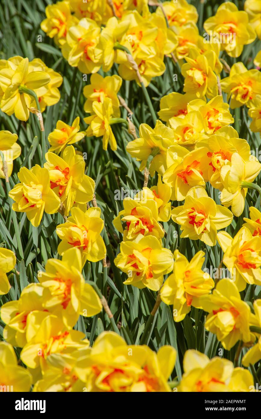 En Lauingen Blumenbeet • Bayern, Deutschland Foto de stock