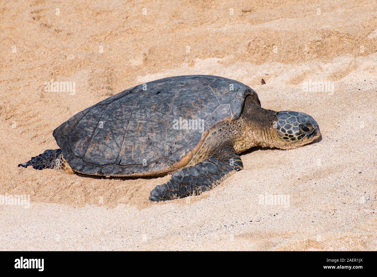 Cerca de una tortuga de mar verde en las doradas arenas de Hawai Foto de stock