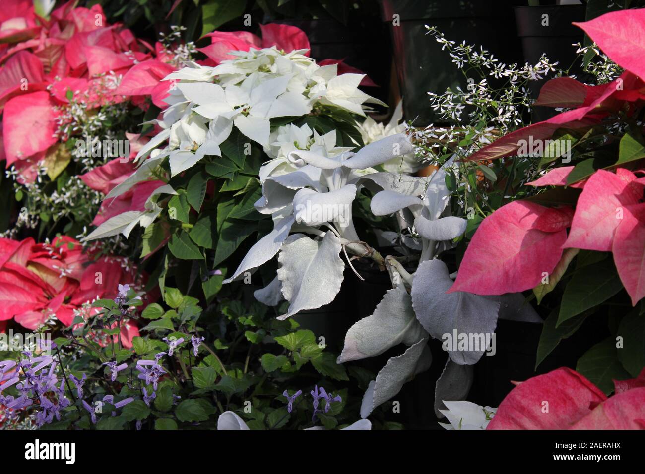 Impresionante hermosas flores rojas y blancas que crece en un jardín de flores, Euphorbia poinsettia, especies, Flor de Nochebuena, Navidad Flor Fotografía de stock - Alamy Impresionante hermosas flores rojas y blancas que crece en un jardín de flores, Euphorbia poinsettia, especies, Flor de Nochebuena, Navidad Flor Fotografía de stock - Alamy