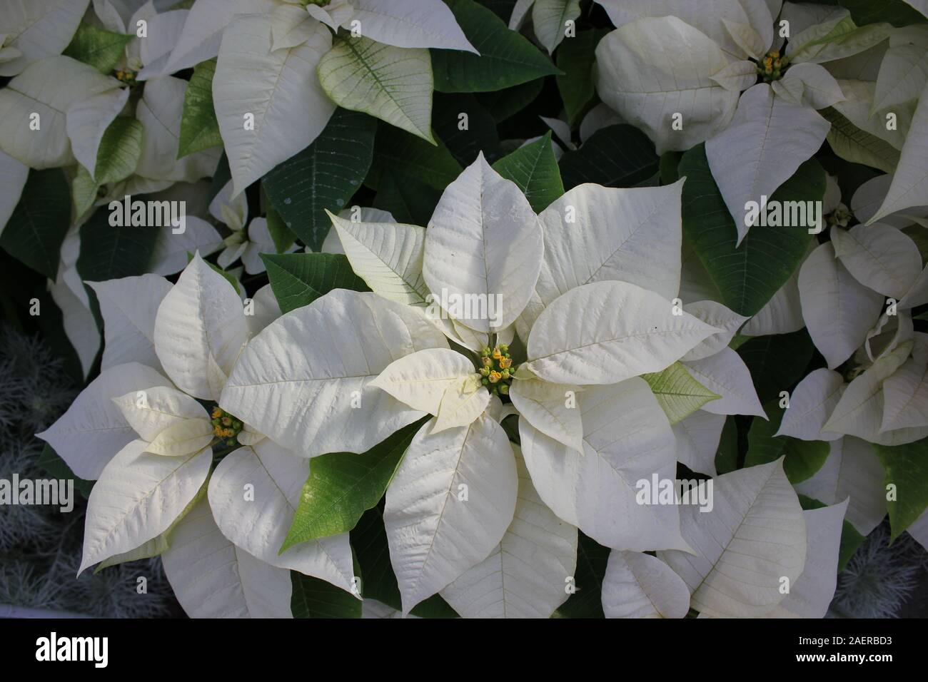 Hermosas flores blancas impresionantes que crece en un jardín de flores, especies de Euphorbia poinsettia, especies, Flor de Nochebuena, Navidad Flor Fotografía de stock - Alamy Hermosas flores blancas impresionantes que crece en un jardín de flores, especies de Euphorbia poinsettia, especies, Flor de Nochebuena, Navidad Flor Fotografía de stock - Alamy