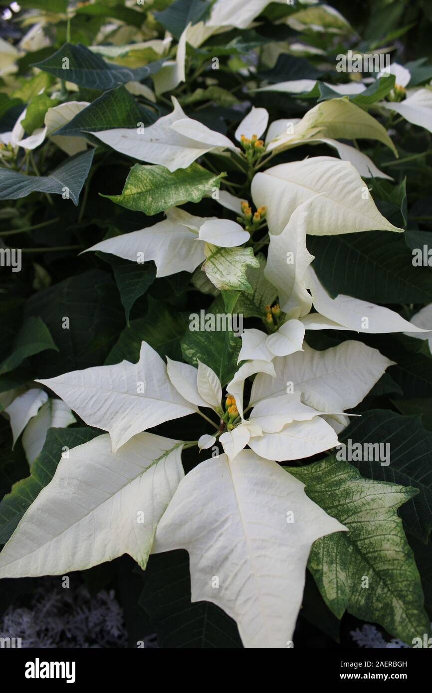 Hermosas flores blancas impresionantes que crece en un jardín de flores,  especies de Euphorbia poinsettia, especies, Flor de Nochebuena, Navidad  Flor Fotografía de stock - Alamy
