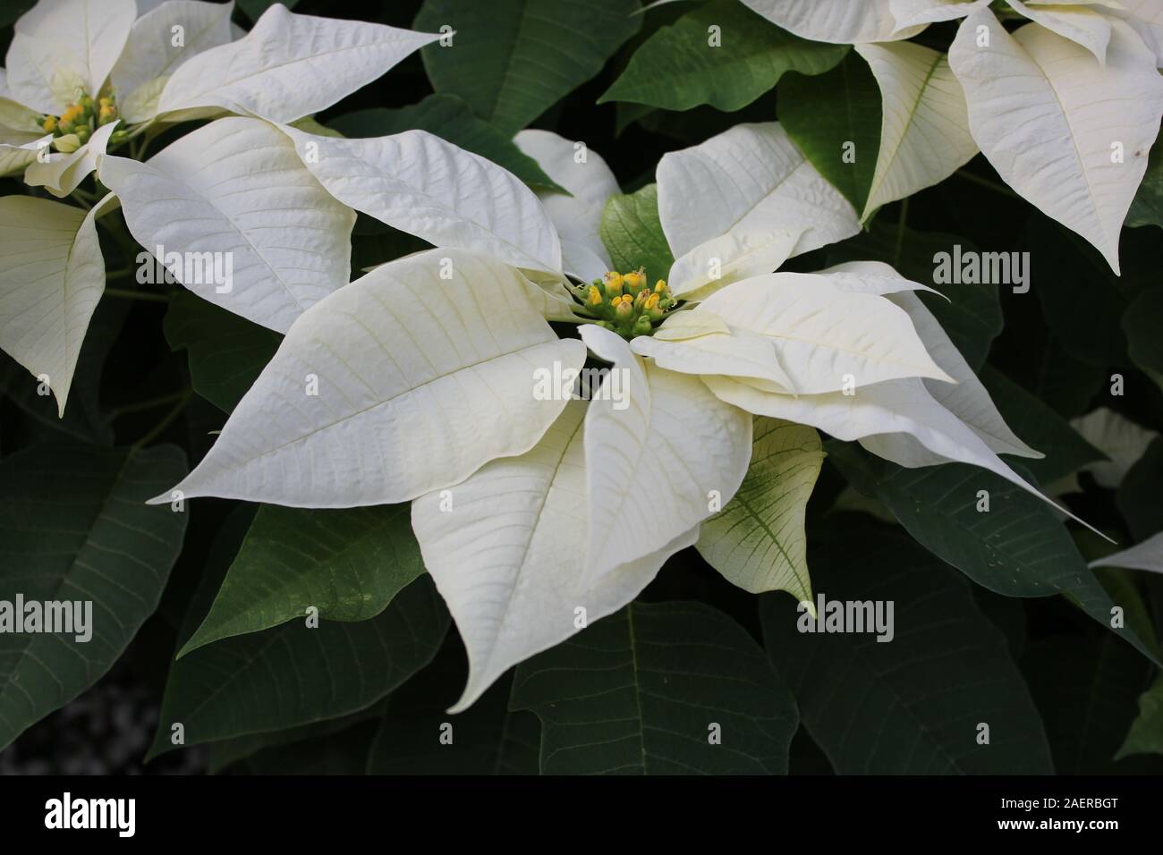 Hermosas flores blancas impresionantes que crece en un jardín de flores, especies de Euphorbia poinsettia, especies, Flor de Nochebuena, Navidad Flor Fotografía de stock - Alamy Hermosas flores blancas impresionantes que crece en un jardín de flores, especies de Euphorbia poinsettia, especies, Flor de Nochebuena, Navidad Flor Fotografía de stock - Alamy