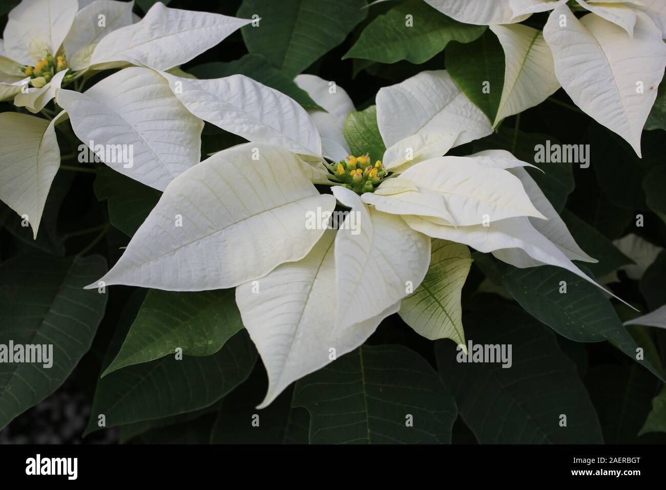 Hermosas flores blancas impresionantes que crece en un jardín de flores,  especies de Euphorbia poinsettia, especies, Flor de Nochebuena, Navidad Flor  Fotografía de stock - Alamy