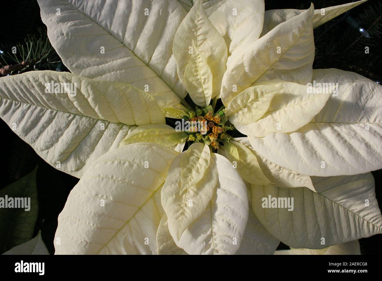 Color amarillo crema poinsettia florales, Flor de Nochebuena, Navidad,  Estrella de Navidad Flor Fotografía de stock - Alamy