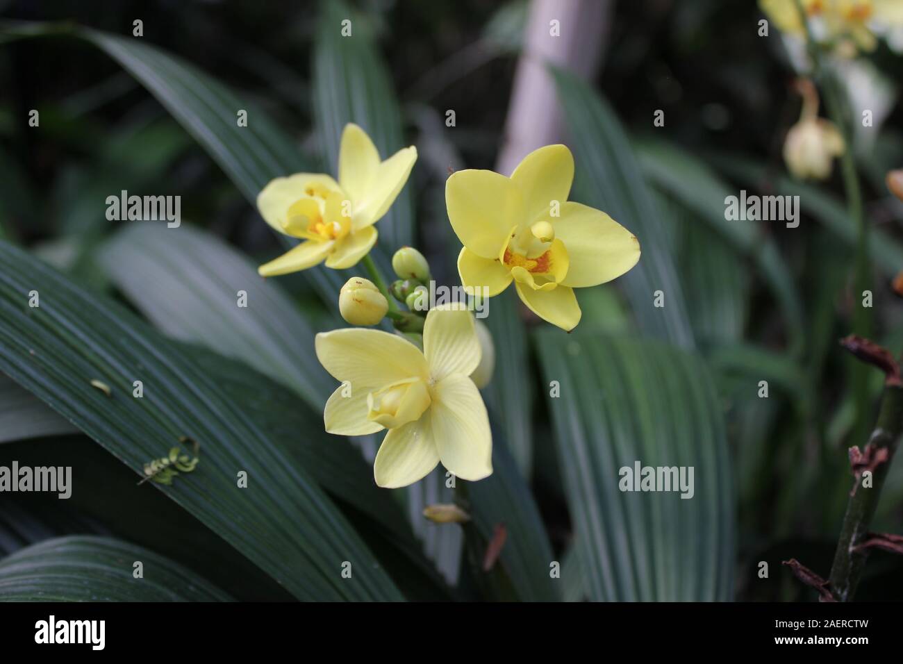 Amarillo Spathoglottis plicata, orquídea de tierra filipina Fotografía de  stock - Alamy