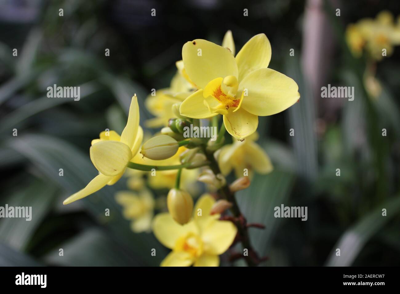 Amarillo Spathoglottis plicata, orquídea de tierra filipina Fotografía de  stock - Alamy