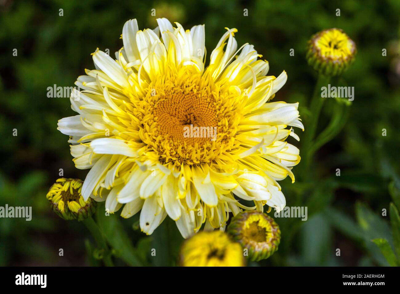 Leucanthemum x superbum Charmer 'Real'. Shasta daisy Foto de stock