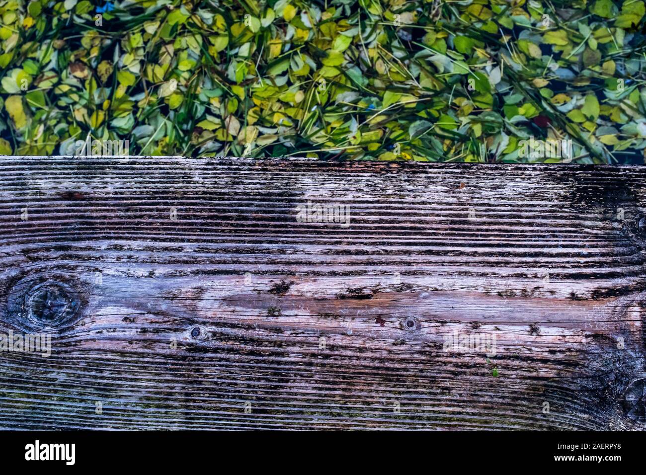 A partir de un sendero de madera, una mirada de cerca a una alfombra gruesa de hojas pads flotando sobre el agua del lago. Centrarse en primer plano en la plancha de madera. Foto de stock