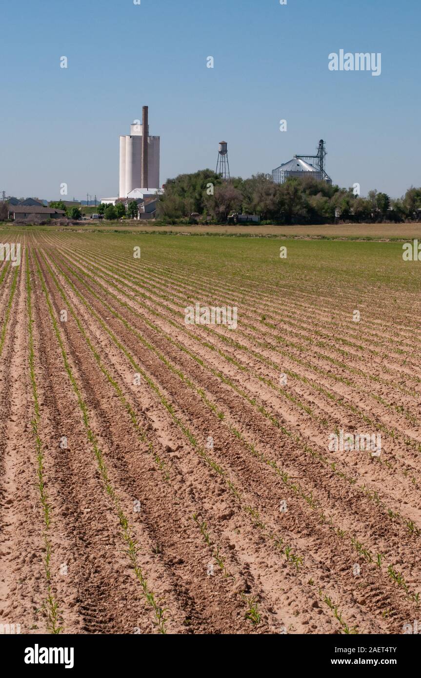 Las plántulas de maíz dulce crecen en largas filas en una finca en la zona rural de Colorado, EE.UU. Foto de stock
