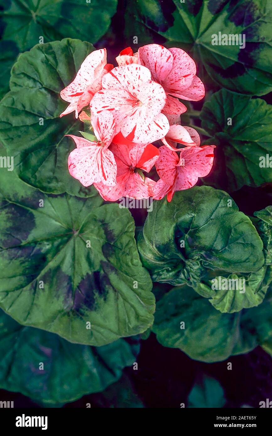 Raspberry Ripple. Zonal Pelargonium del único grupo de flores y es de color rosa con flores un moteado rojo perenne siempreverde que Frost es tierno. Foto de stock