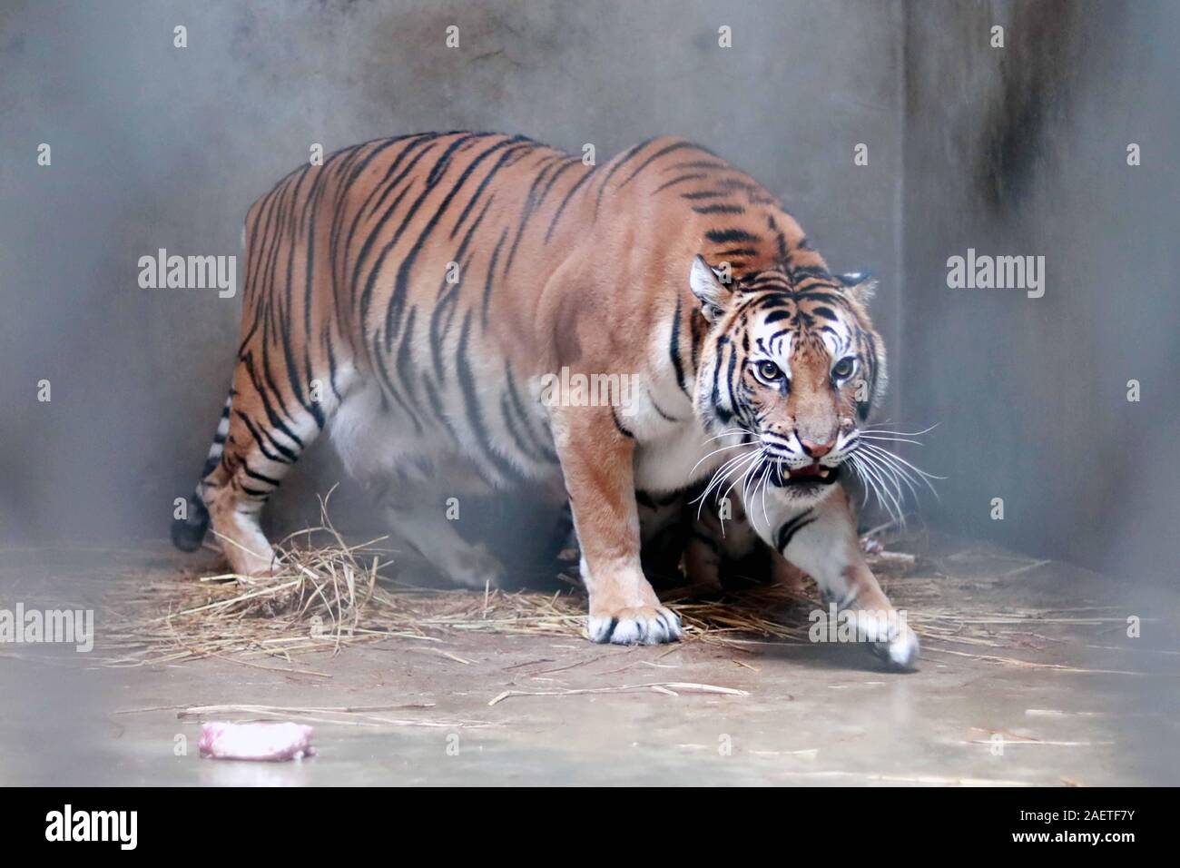 Tigres bebes fotografías e imágenes de alta resolución - Alamy
