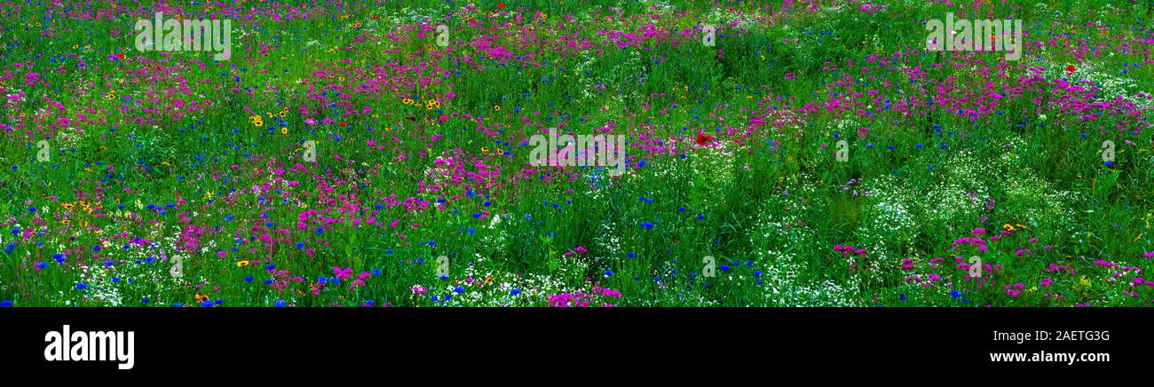 Campo de flores silvestres, Quebec, Canadá Foto de stock