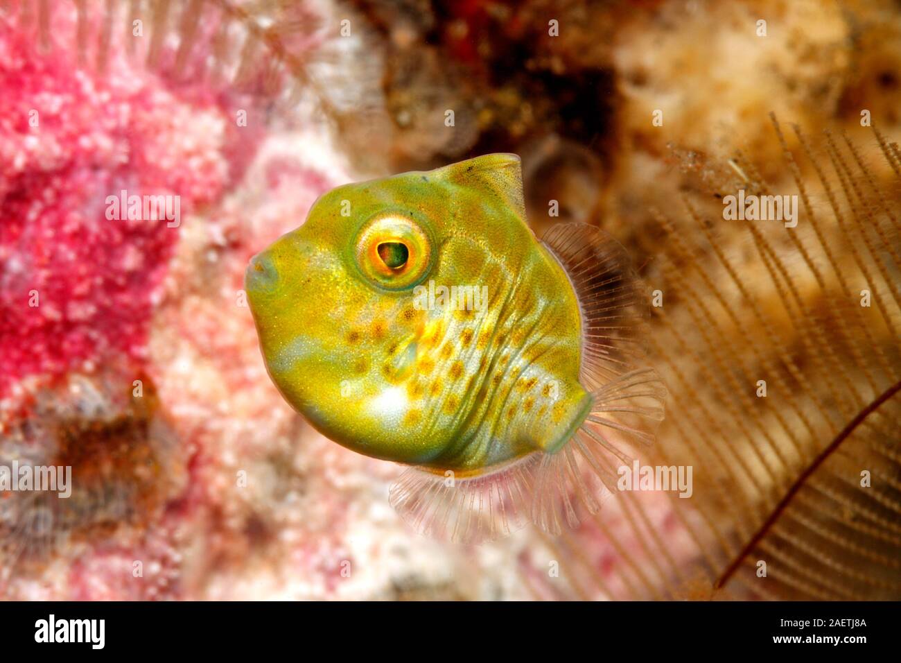 Mimic Filefish, Paraluteres prionurus. Coloración juvenil. Estos peces imitan al Toby, Canthigaster valentini, con entrañas negras. Tulamben, Bali Foto de stock