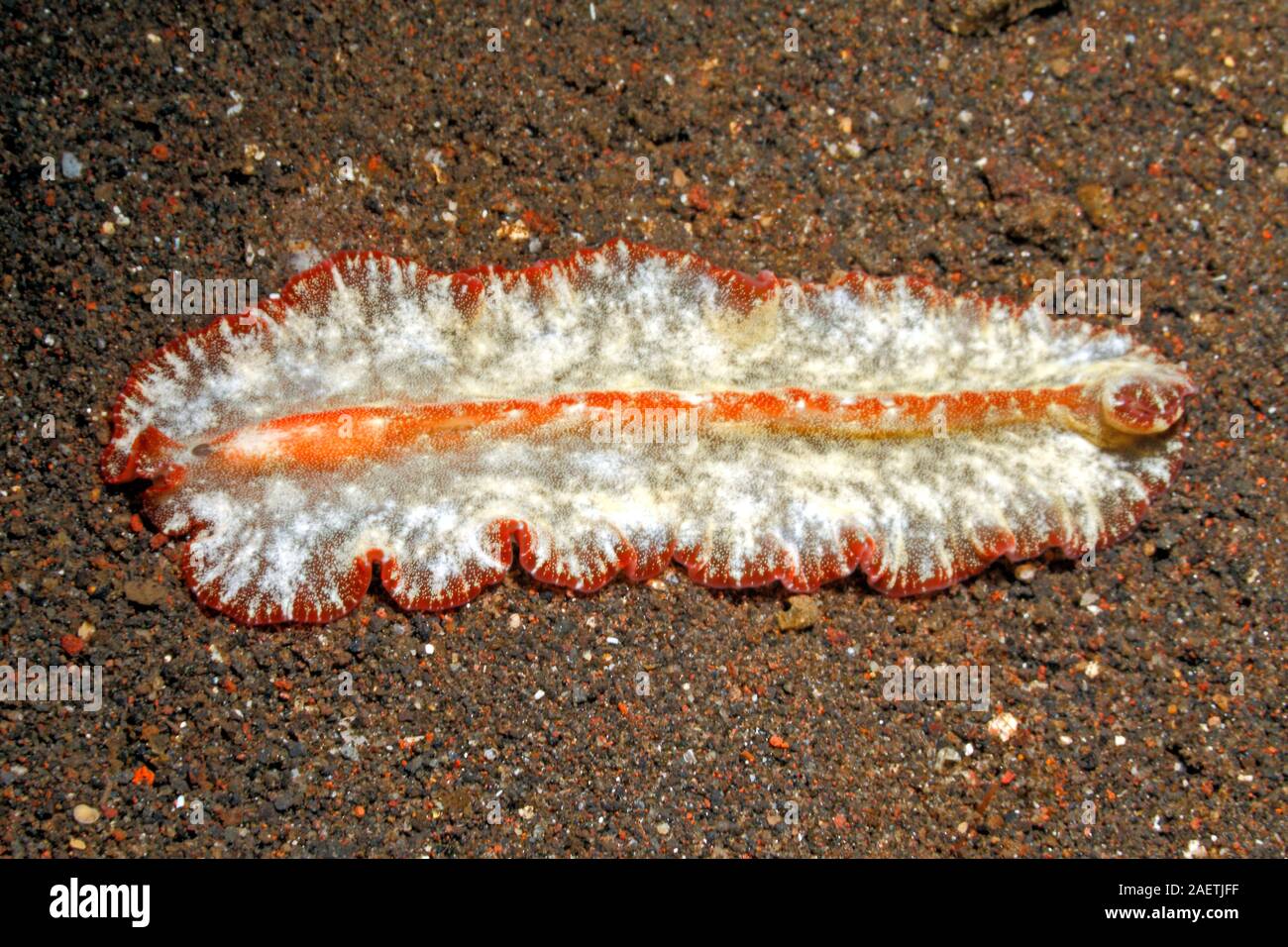 Flatworm marinos, ya sea Pseudoceros sp o Pseudobiceros sp. Parece ser undescribed. Tulamben, Bali, Indonesia. Bali, mar, océano Índico Foto de stock