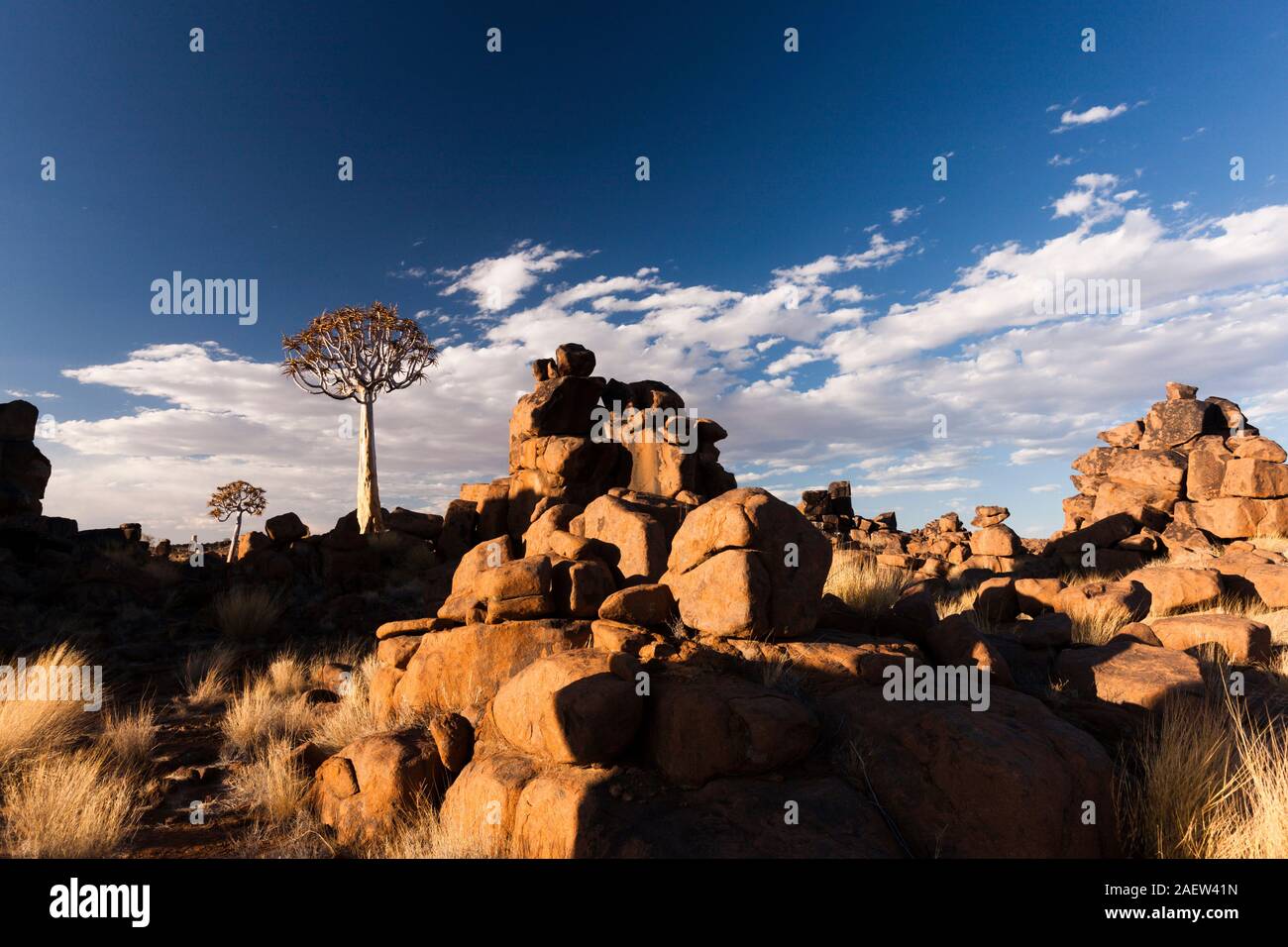 Suelo rocoso en 'Tierra' Play Gaiant ,con carcaj árboles, Aloe dichotoma en Keetmanshoop, Namibia, África Foto de stock