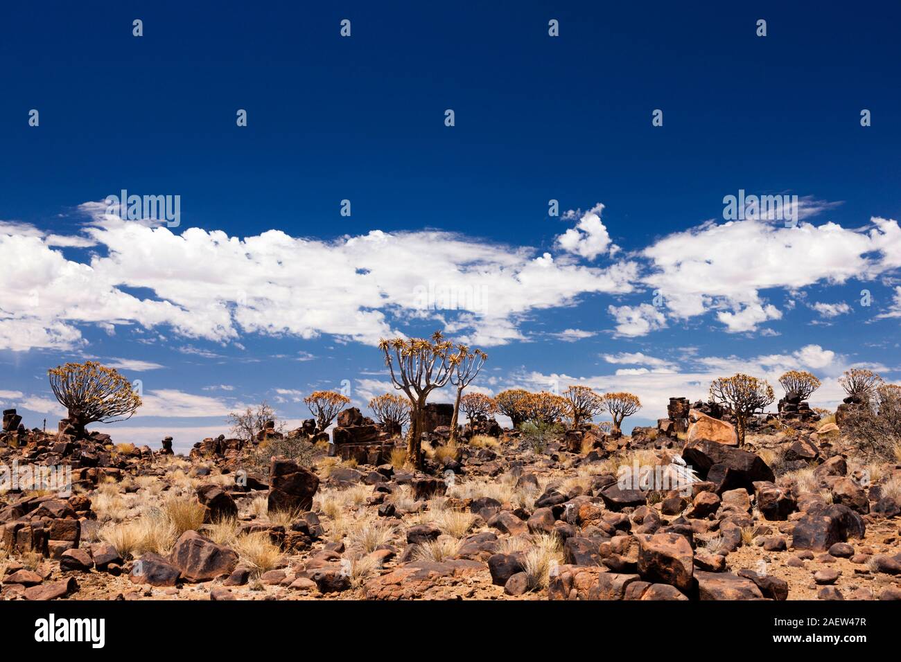 El terreno rocoso, con carcaj árboles, Aloe dichotoma, cerca de Keetmanshoop, Namibia, África Foto de stock