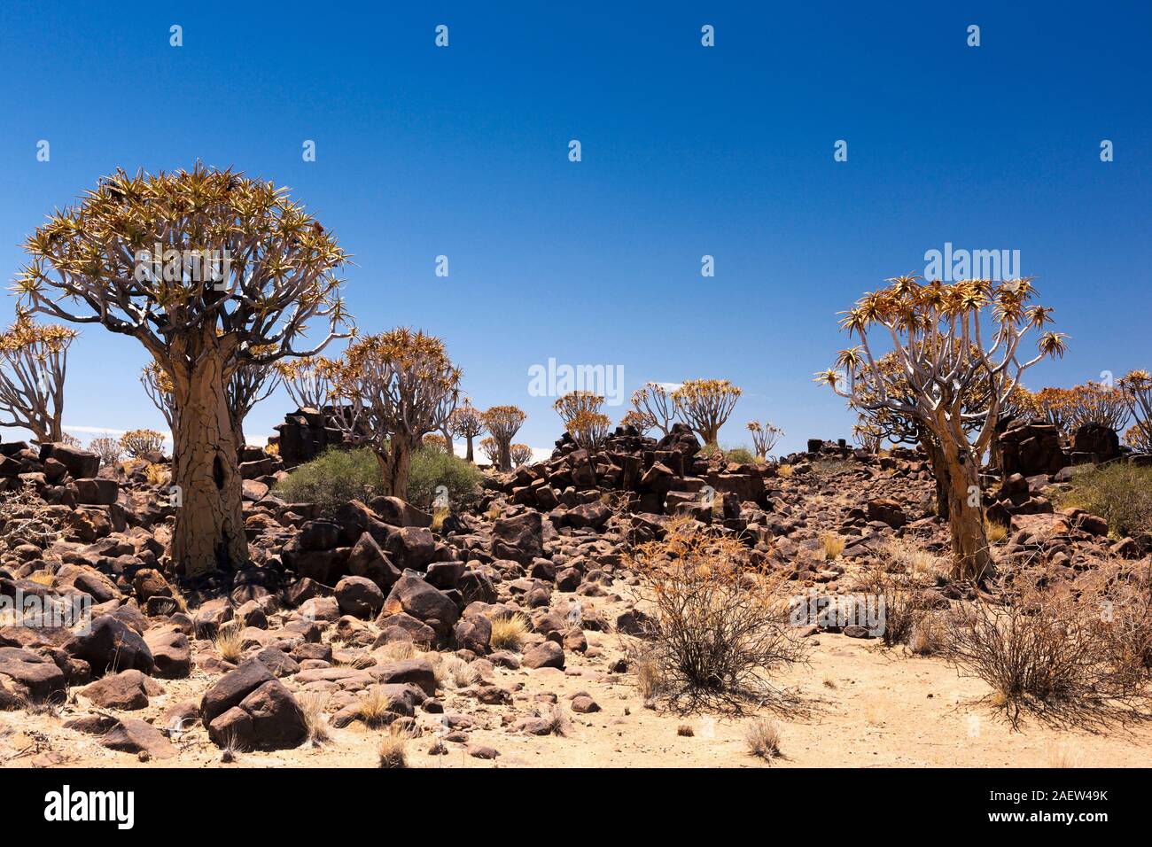 El terreno rocoso, con carcaj árboles, Aloe dichotoma, cerca de Keetmanshoop, Namibia, África Foto de stock