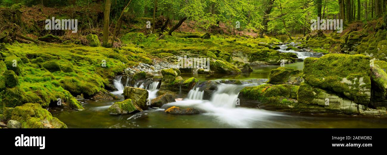 El Río Shimna en Tollymore Park en Irlanda del Norte. Foto de stock