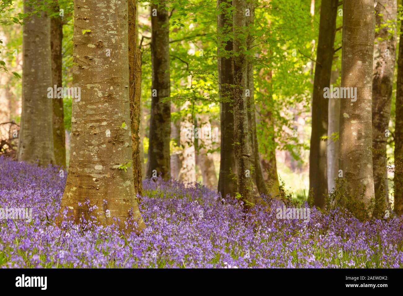 Blooming campanillas en Tollymore Park en Irlanda del Norte. Foto de stock
