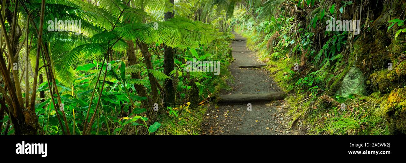 Selva exuberante a lo largo del sendero en el Kilauea Iki senderos en el Parque Nacional de Los Volcanes, la Isla Grande de Hawai, Estados Unidos. Foto de stock