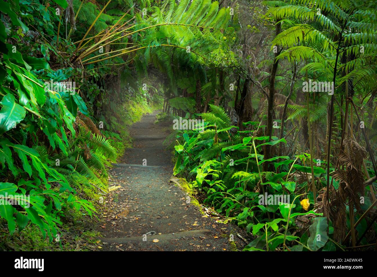 Selva exuberante a lo largo del sendero en el Kilauea Iki senderos en el Parque Nacional de Los Volcanes, la Isla Grande de Hawai, Estados Unidos. Foto de stock