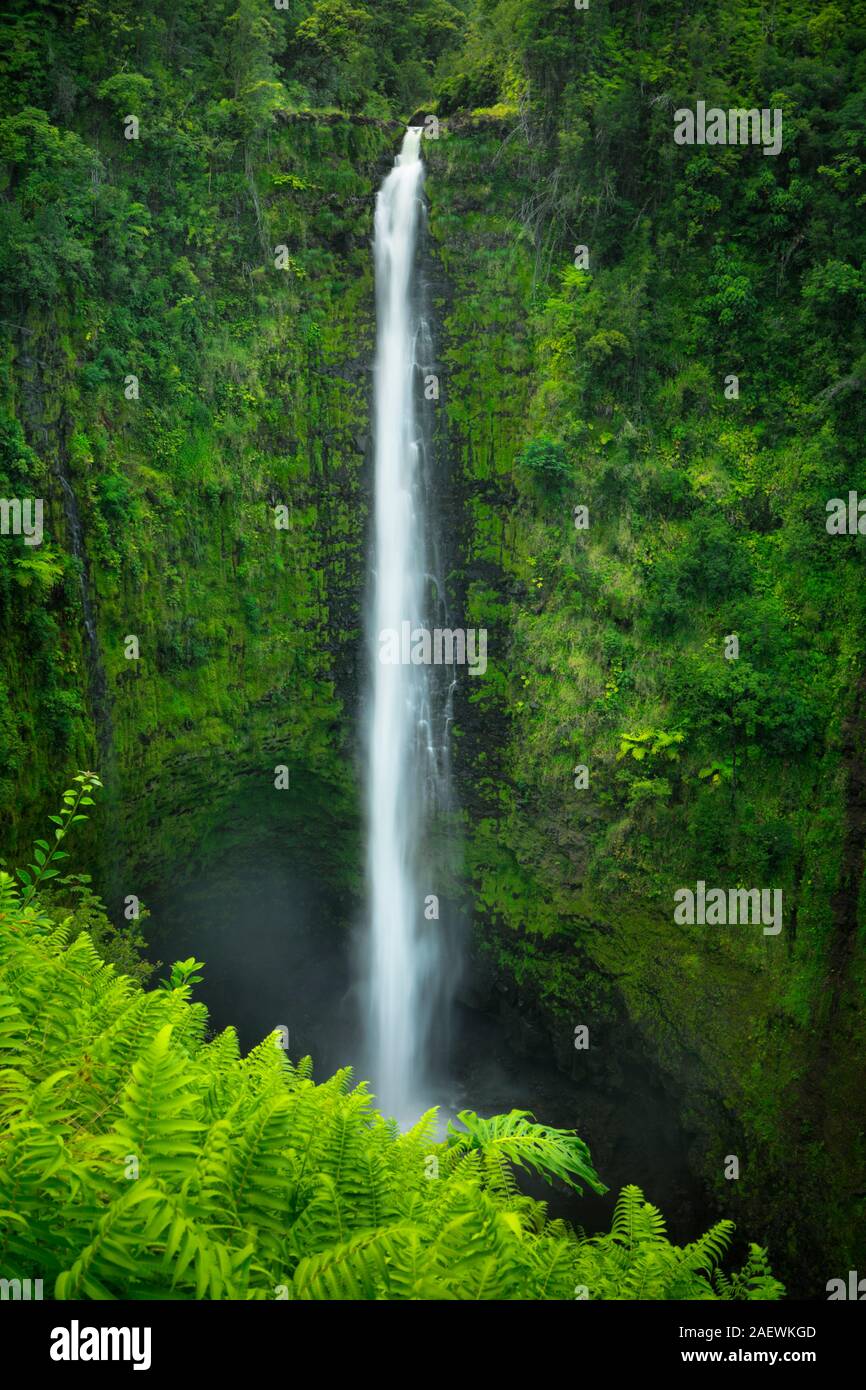 Las Akaka Falls con una exuberante vegetación en la Isla Grande de Hawai, Estados Unidos. Foto de stock