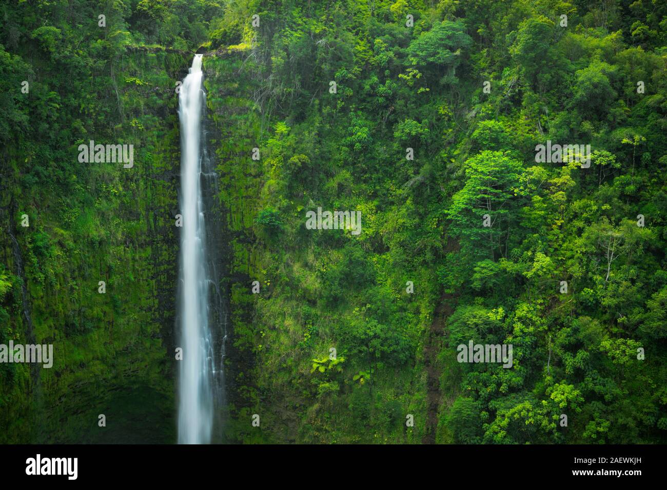 Las Akaka Falls con una exuberante vegetación en la Isla Grande de Hawai, Estados Unidos. Foto de stock