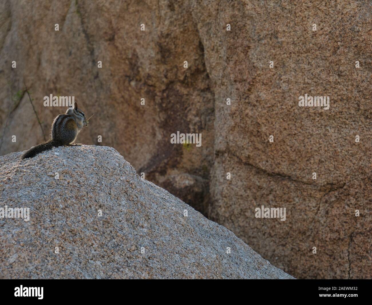 Un poco de ardilla se asienta sobre una roca, comer una comida Foto de stock
