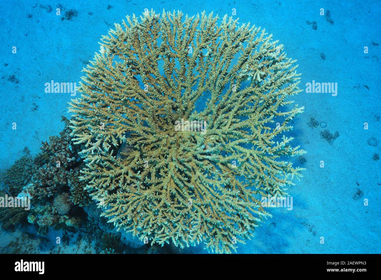 Cerca de la ronda de corales pétreos bajo el agua, en el mar rojo. Foto de stock