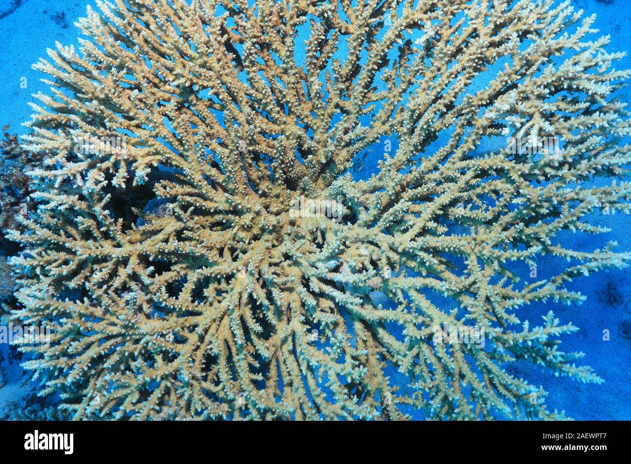 Cerca de la ronda de corales pétreos bajo el agua, en el mar rojo. Foto de stock
