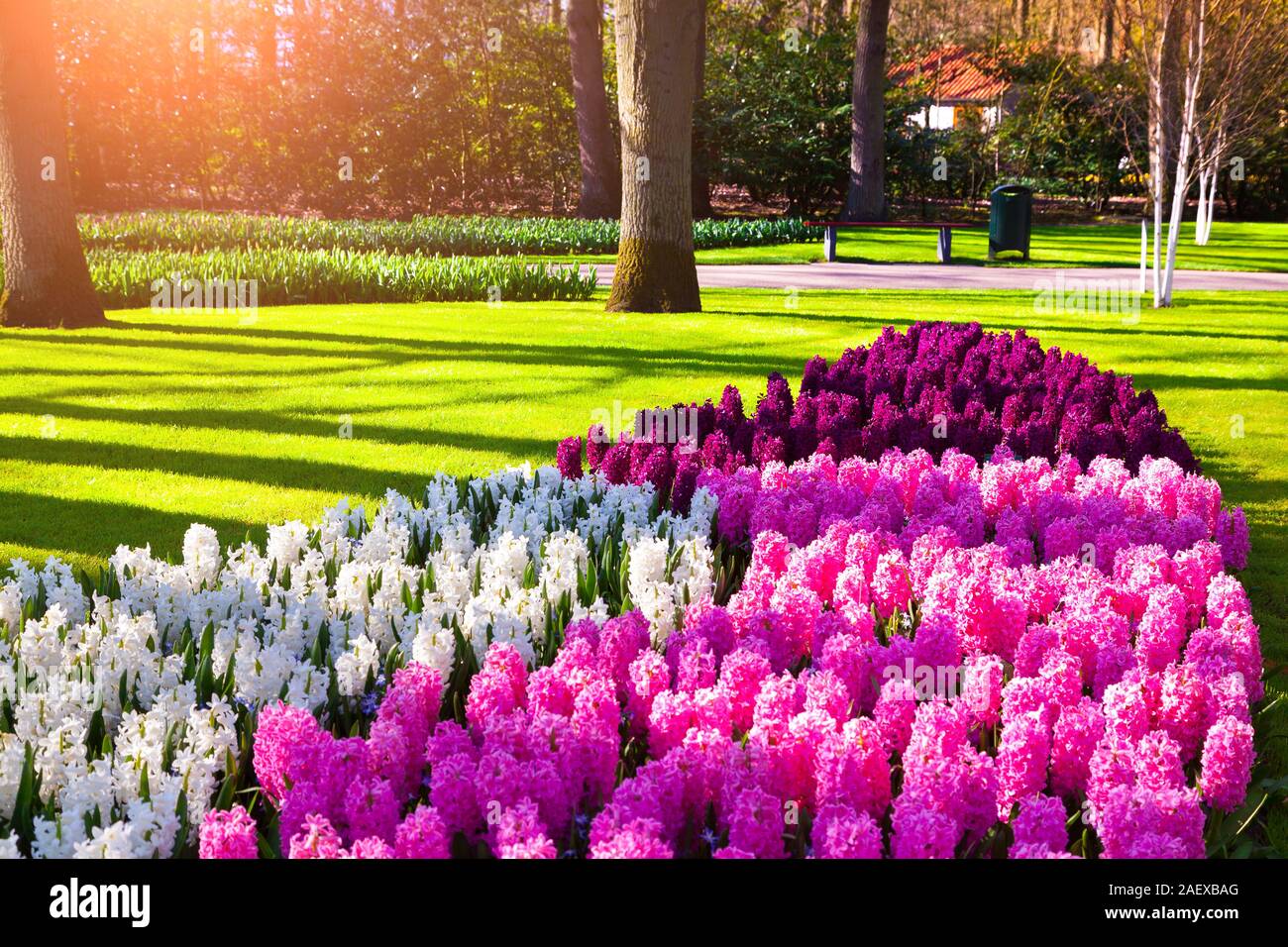 Jacinto maravillosas flores en los jardines Keukenhof. Hermosos paisajes al  aire libre en Países Bajos, Europa Fotografía de stock - Alamy