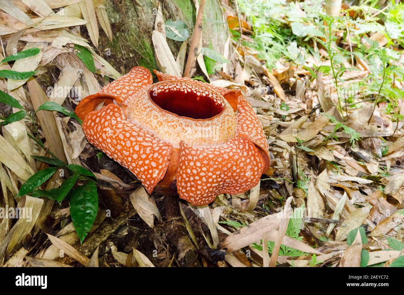 Rafflesia flor gigante en la selva de Borneo (Malasia Fotografía de stock -  Alamy
