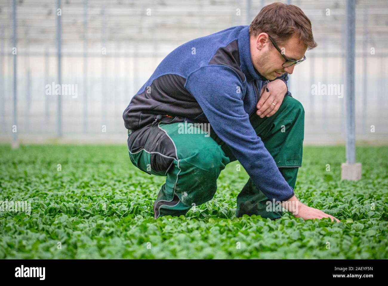 Greenhouse Manager Pablo Ruser tienden a sallad plantas a Gebr. Meier Invernadero en Hinwil fuera de Zurich. Invernaderos comerciales utilizan tecnhical CO2 para aumentar el rendimiento del cultivo. Tradicionalmente, la producción de CO2 se hace con la quema de combustibles fósiles, pero el invernadero Meier obtenga sus emisiones de CO2 de la empresa suiza Climeworks localmente. Fundada en 2009 por Christoph Gebald y Jan Wurzbacher, la compañía ha comercializado la unidad de captura de carbono modular, cada una de las cuales es capaz de chupar hasta 135 kg. de CO2 fuera del aire a diario. El CO2 coleccionistas de utilizar el exceso de energía desde el incinerador de residuos Kezo para RU Foto de stock