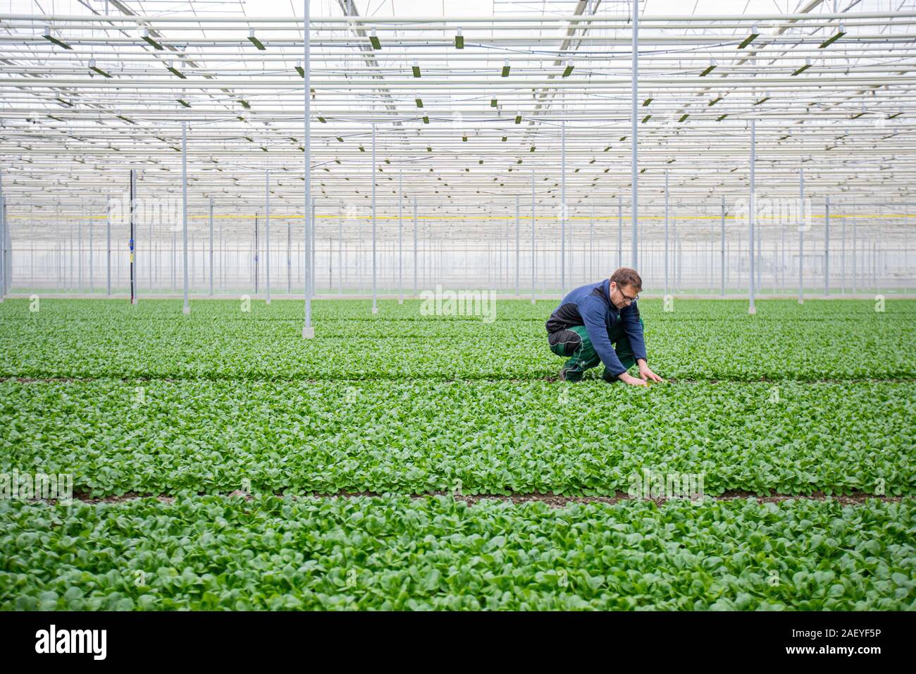 Greenhouse Manager Pablo Ruser tienden a sallad plantas a Gebr. Meier Invernadero en Hinwil fuera de Zurich. Invernaderos comerciales utilizan tecnhical CO2 para aumentar el rendimiento del cultivo. Tradicionalmente, la producción de CO2 se hace con la quema de combustibles fósiles, pero el invernadero Meier obtenga sus emisiones de CO2 de la empresa suiza Climeworks localmente. Fundada en 2009 por Christoph Gebald y Jan Wurzbacher, la compañía ha comercializado la unidad de captura de carbono modular, cada una de las cuales es capaz de chupar hasta 135 kg. de CO2 fuera del aire a diario. El CO2 coleccionistas de utilizar el exceso de energía desde el incinerador de residuos Kezo para RU Foto de stock