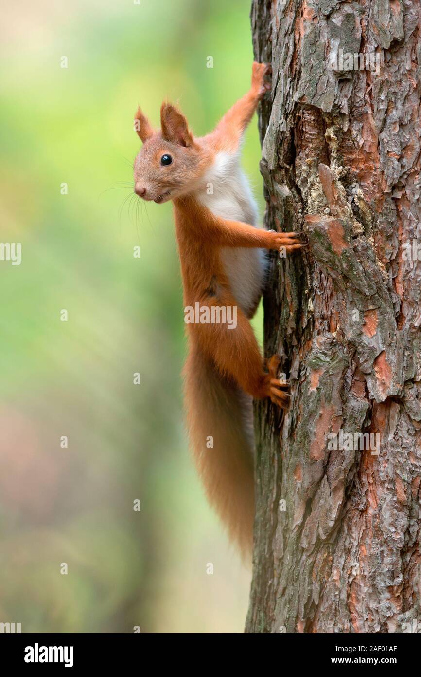 La ardilla roja o Euroasiática de ardilla roja (Sciurus vulgaris) en el bosque. Ucrania Foto de stock