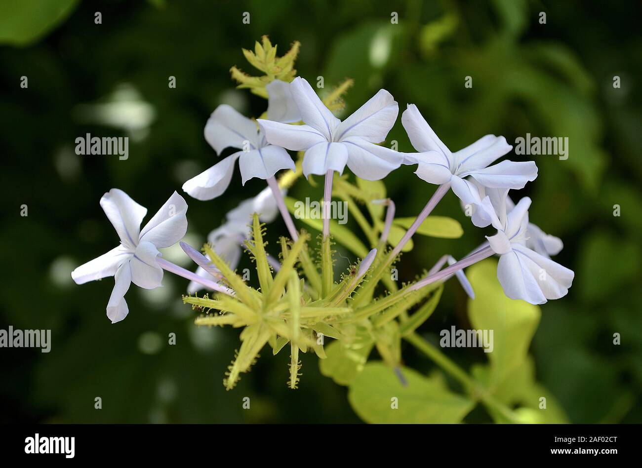Plumbago auriculata, perturbando el arbusto acerca de 3mx3m.formadas por cinco pétalos blancos. Cape leadwort. Foto de stock