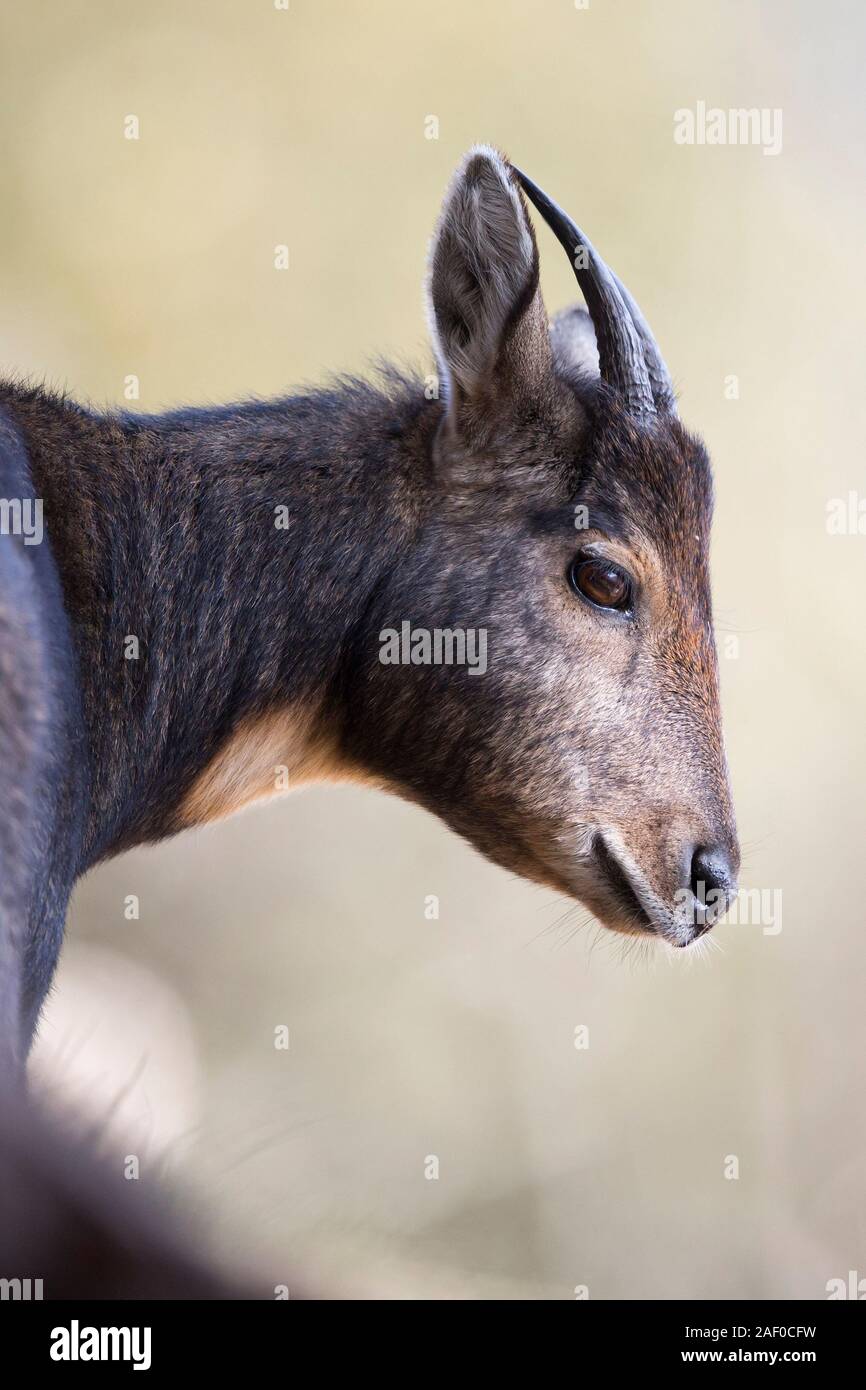 Brown Goral del Himalaya (Naemorhedus goral goral) está mirando a la cámara. Foto de stock