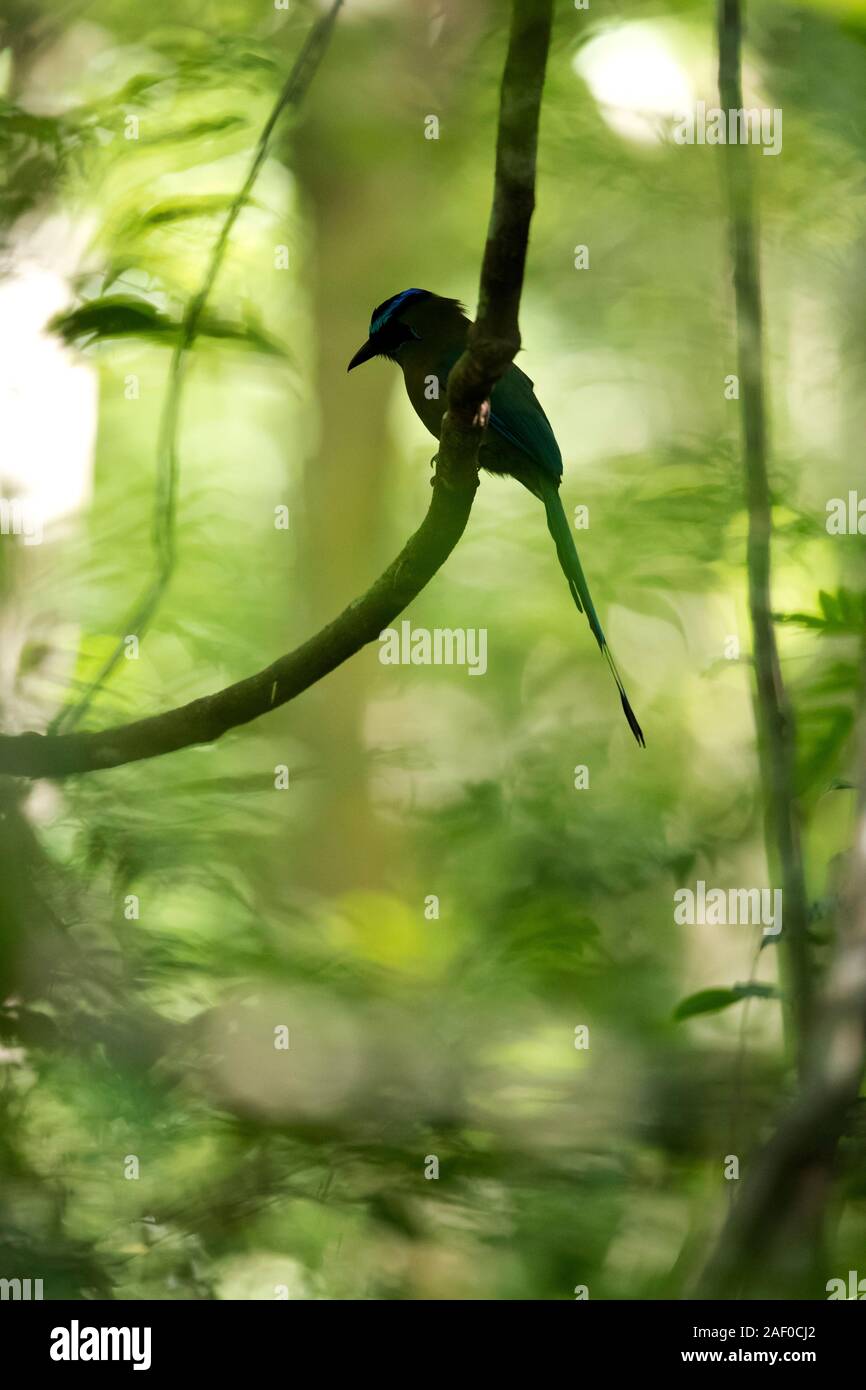 Un azul-diademed Motmot está esperando a su presa en la oscuridad de la selva del Petén, Guatemala Foto de stock