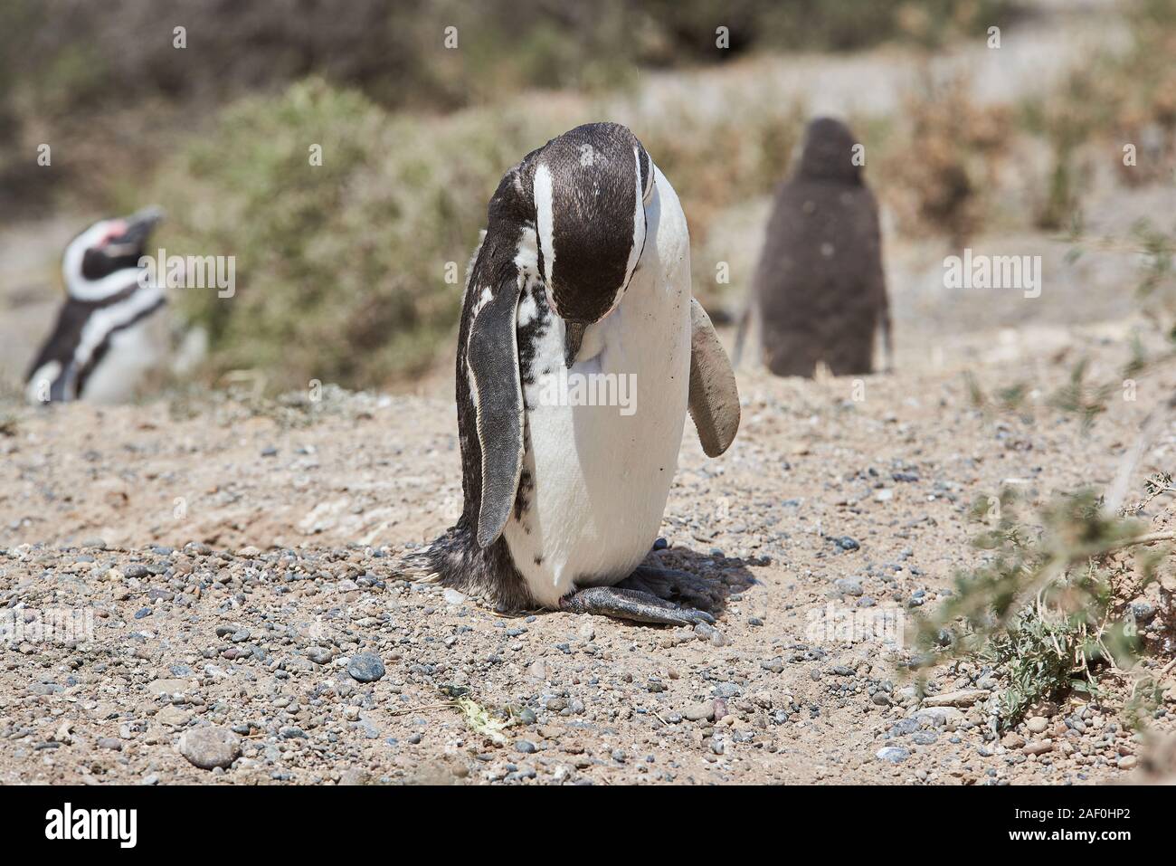 El pingüino en la playa de la patagonia argentina Foto de stock