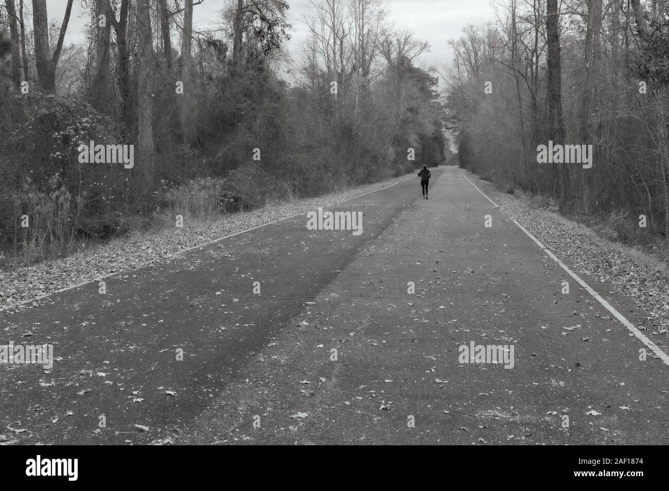 Un corredor solitario persiste por un largo camino a través del bosque Foto de stock