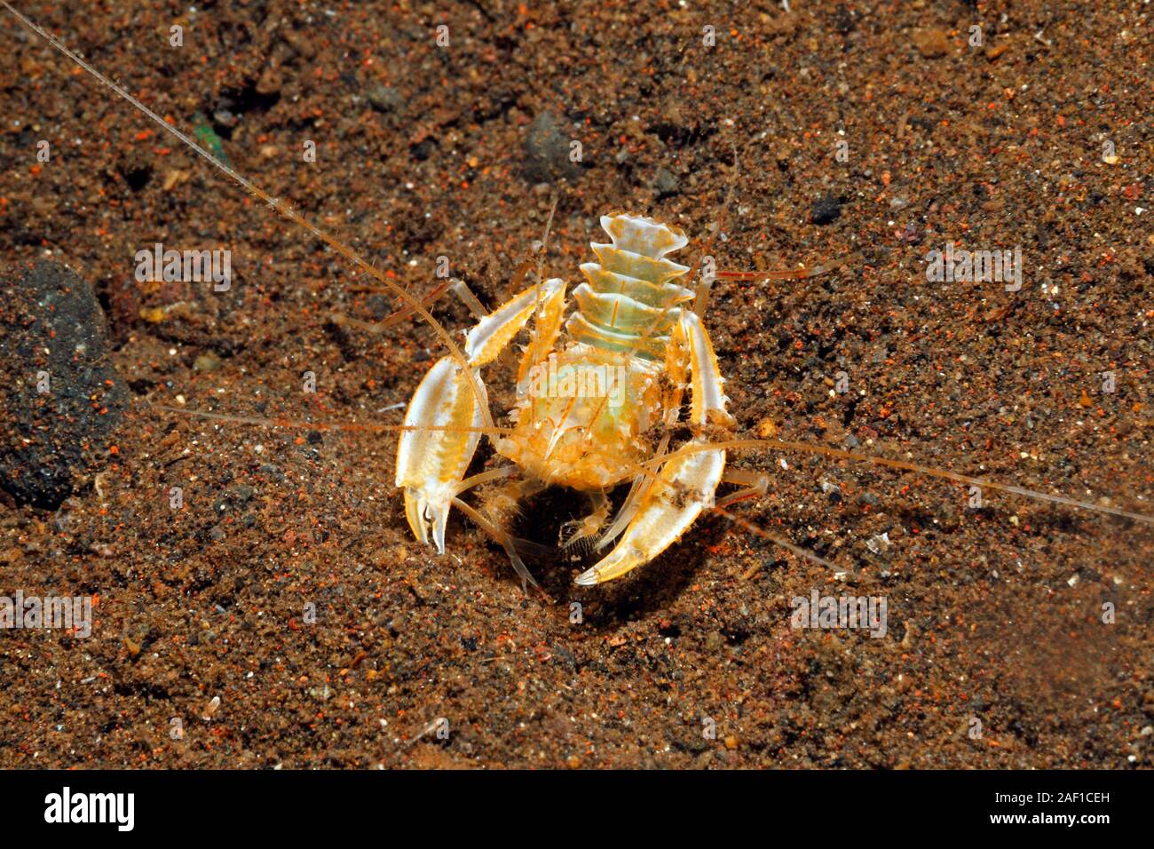 Robusto Boxer Camarones, Microprosthema validum. Tulamben, Bali, Indonesia. Bali, mar, océano Índico. Foto de stock