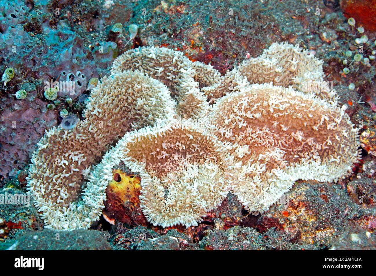O Corallimorpharians Corallimorphs, cf. rhodostoma Discosoma, mostrando áreas necróticas. El blanqueamiento de coral es causado por el calentamiento global y el aumento de la mar Foto de stock