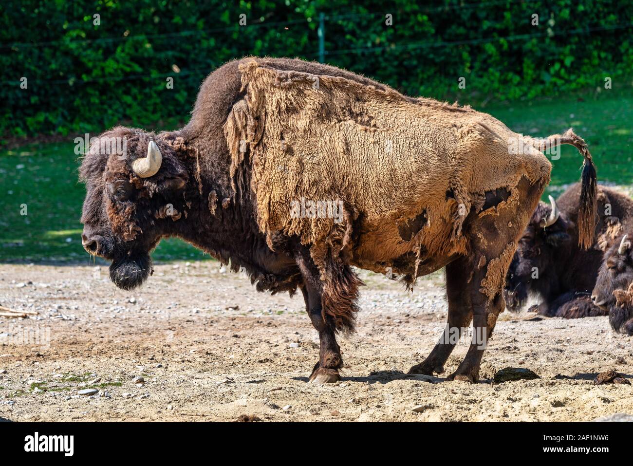 American Buffalo conocida como Bison bison, Bos en el zoo Foto de stock