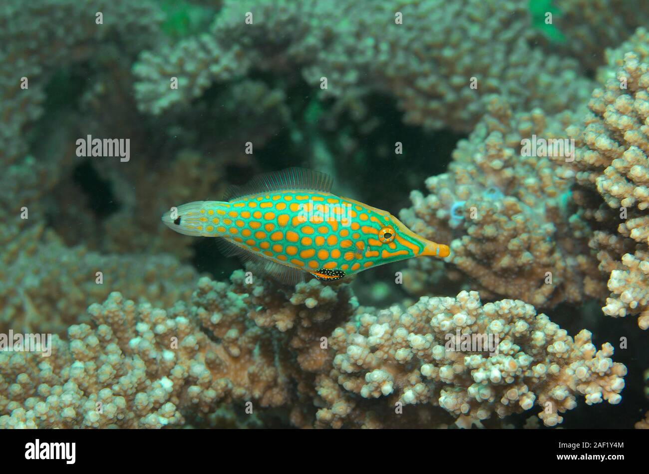 Longnose filefish (Oxymonacanthus longirostris) entre corales duros, Ari Atoll, las islas Maldivas Foto de stock