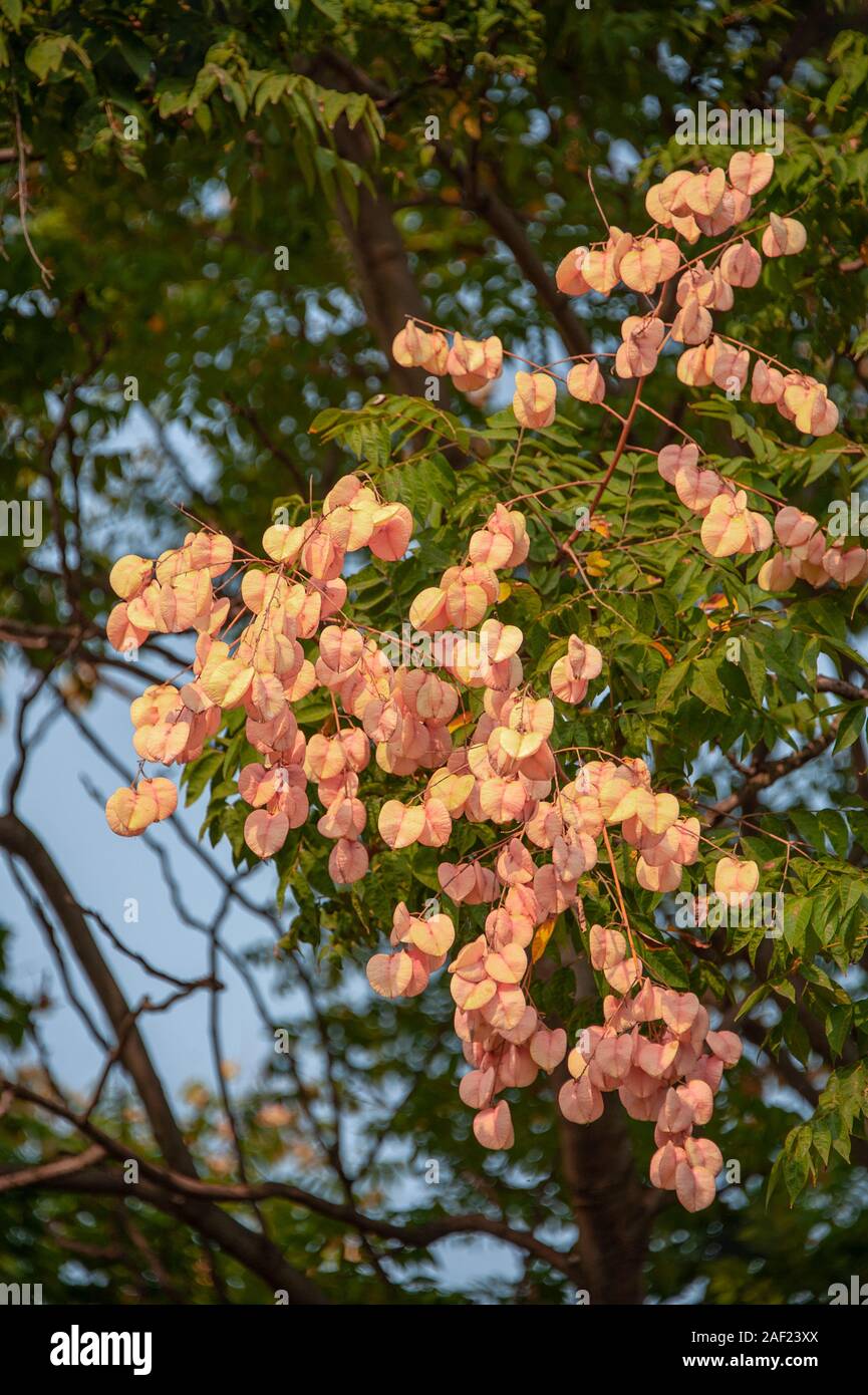 Las vainas y las hojas del árbol de lluvia dorada (Koelreuteria paniculata) Foto de stock