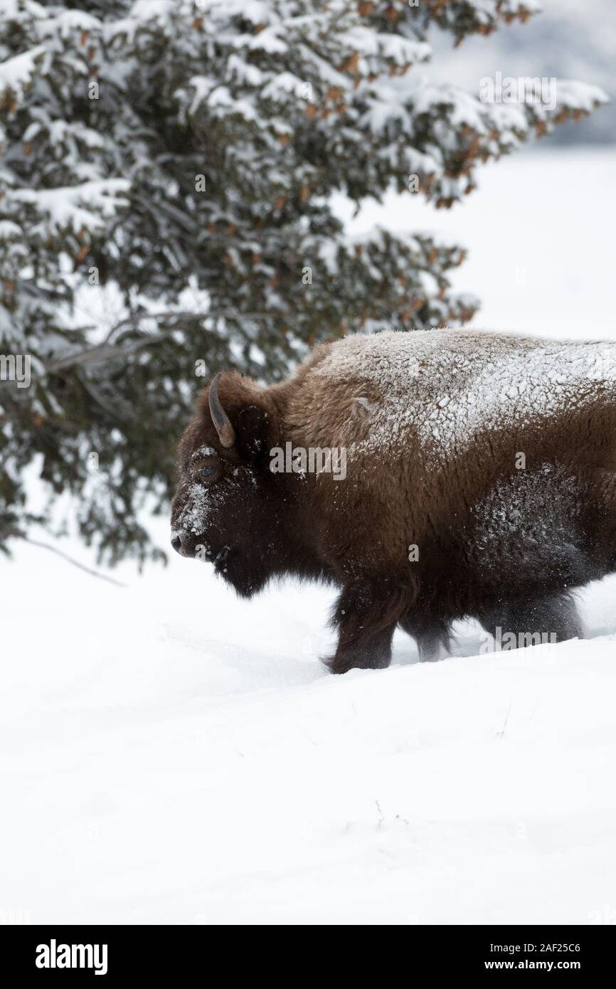Bisontes americanos / Amerikanischer bisonte (Bison bison ) en invierno, caminar a través de la nieve, el hielo cubierto, el duro invierno, zona de Yellowstone montan Foto de stock