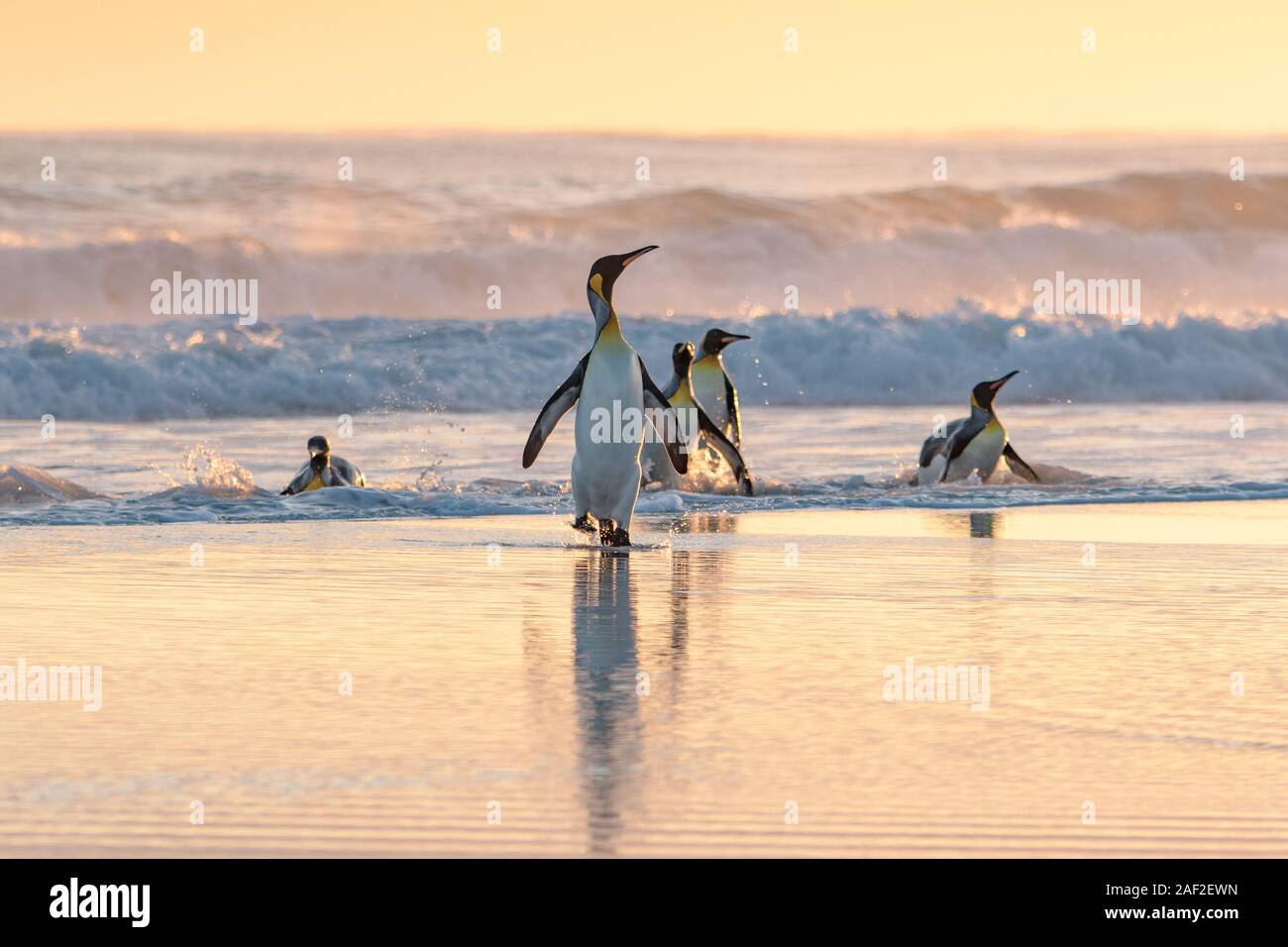 Un grupo de pingüinos rey emergiendo del mar, al amanecer, en el punto de voluntariado de las Islas Malvinas Foto de stock