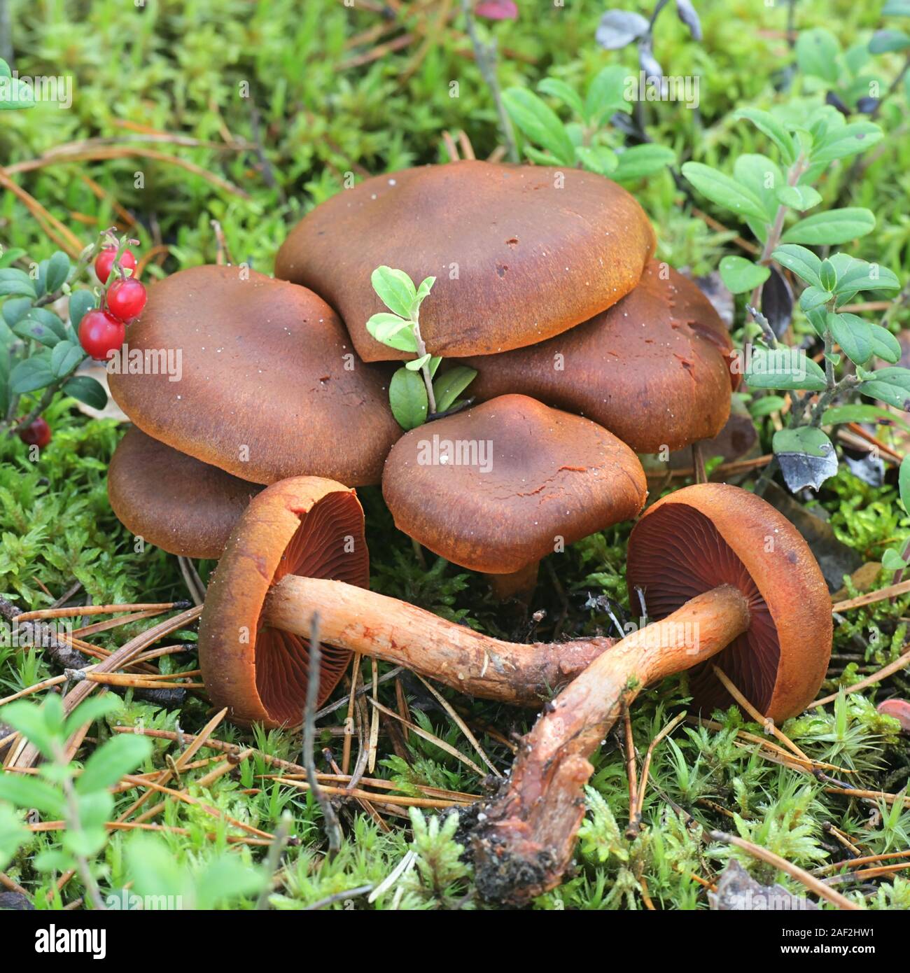 Cortinarius semisanguineus, conocido como sorpresa o rojo-webcap webcap sin  branquias, hongos silvestres de Finlandia Fotografía de stock - Alamy