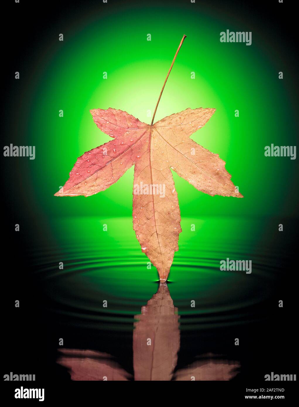 Still life montage concepto de otoño Maple Leaf sobre el agua. Foto de stock